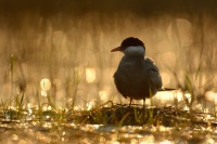 Rybak bahenni - Chlidonias hybrida - Whiskered Tern 0730